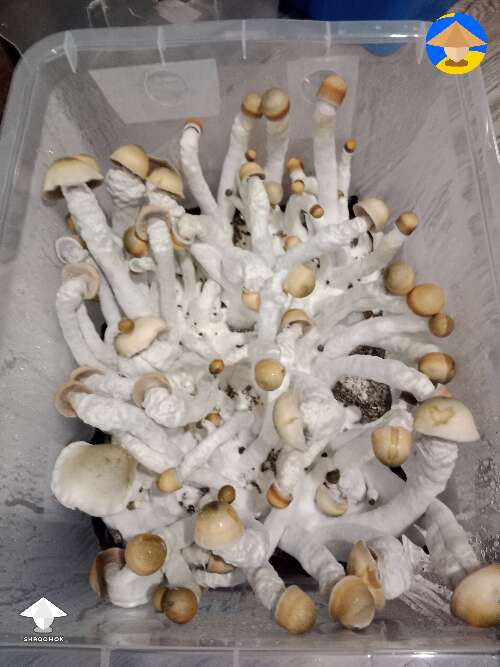 First ever grow. MVP strain of magic mushrooms
