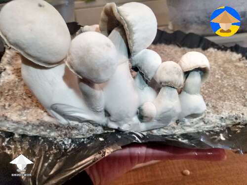 Bluey Vuitton mushroom growing - 4 days later