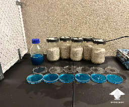 Laminar flow hood for agar work