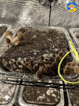 The different pheno of these lighter colored PEs