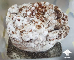Shiitake block fruiting conditins