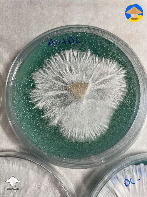 Agar transfer to isolate culture