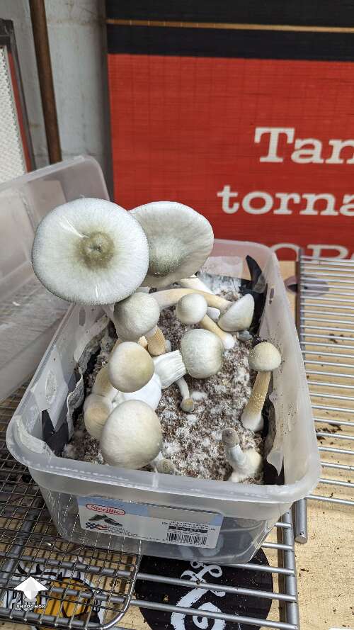 New flush and new harvest BAPER mushrooms