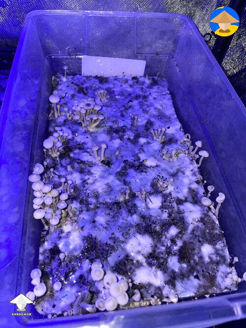 Panaeolus magic mushrooms growing