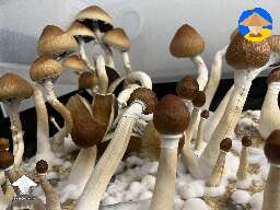 Cubensis Juke’s Peak shrooms growing