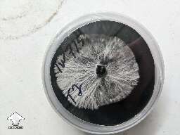 Tidal Wave mycelium on black agar