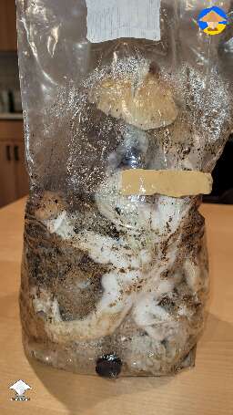 Golden Teacher mushrooms grown in bag