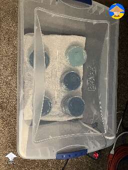 Agar plates incubation
