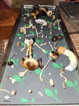 First mushroom harvest - PE and GT