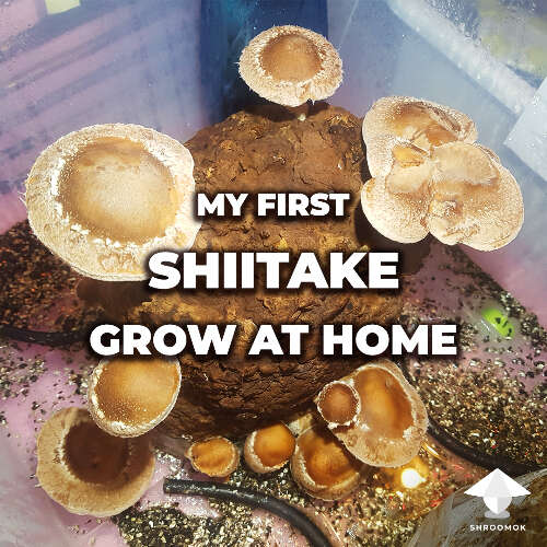 Shiitake growing guide by shroomok