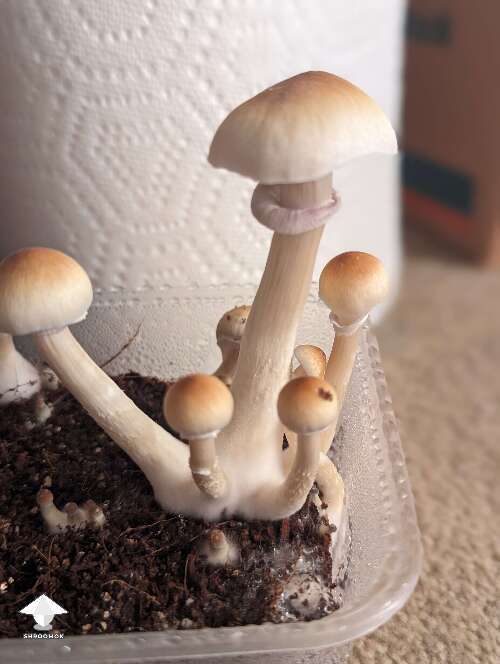 More South American mushrooms