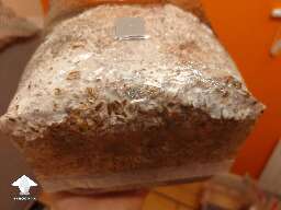 In my first attempt to make own 2 grow bags I think I found some contamination. May you share your opinions what would you do in situation like this #4