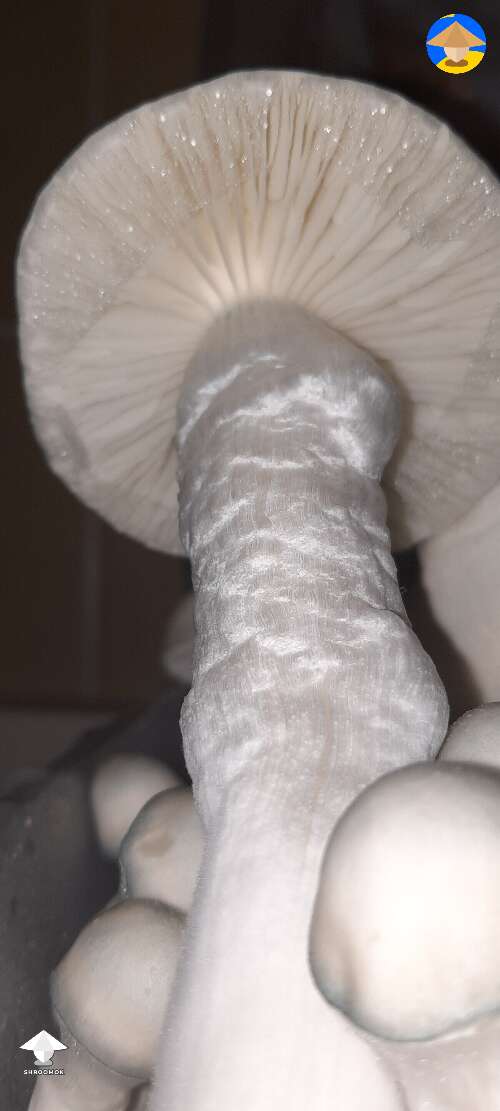 Gandalf magic mushrooms. Thank you for all the knowledge you have taught in the group #2