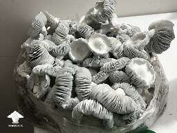 Amazing Allnape magic mushrooms #4