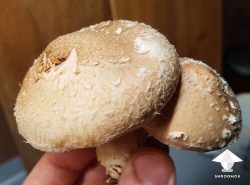 Shiitake yield small block