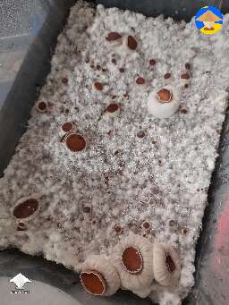 Are these ready to be harvested?