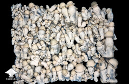 APE Albino Penis Envy cool harvest