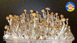 Flea Market magic mushrooms #2