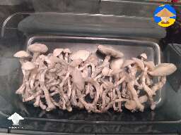 Cubensis Albino Avery harvest