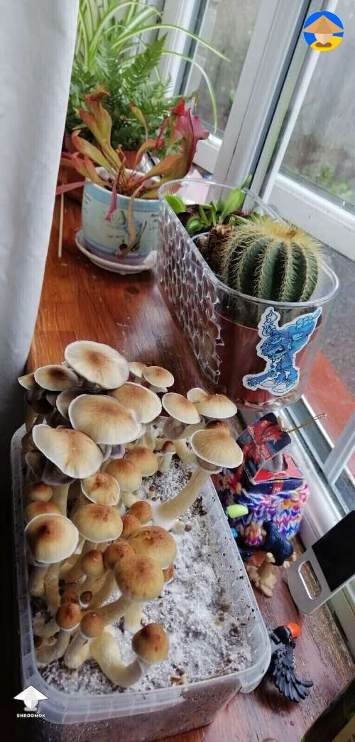 Mushroom blooming