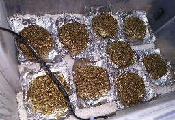 Pf cake mushroom cultivation