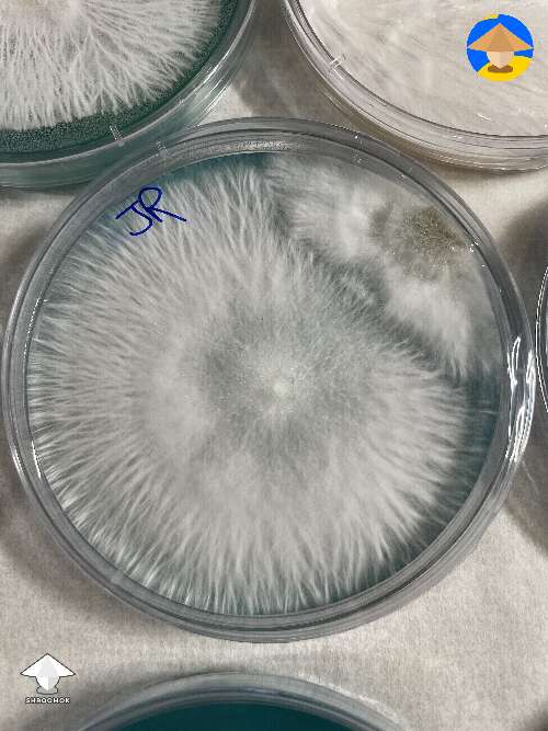 Rhizomorphic mycelium for transfer and another mycelium colony on 1-2 o'clock