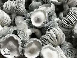 Amazing Allnape magic mushrooms #2