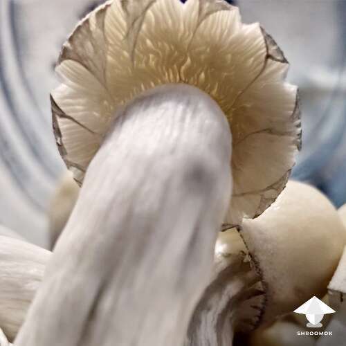 APE mushroom cap