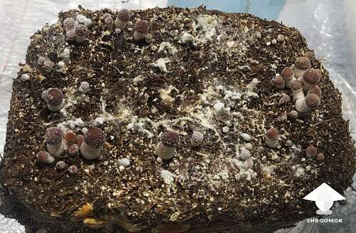 Mushroom cake after cobweb treatment