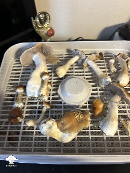 Dried signs of bacterial blotch on caps #3