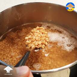 grain simmering for grain substrate for mushrooms