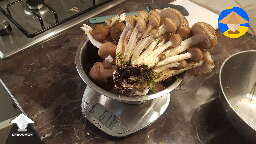 Edible Honey Fungus harvest