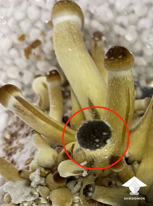 Aborted mushroom