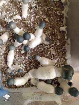 Starry Night APE - first flush