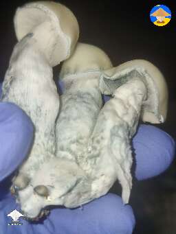 Jack Frost harvest 139 grams wet became 14.4 grams dry