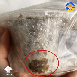 grow kit mushroom cake with bacterial contamination