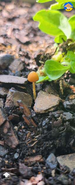 Found this in my flower garden