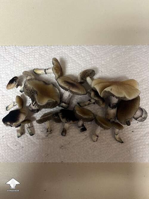Harvested some B+ mushrooms