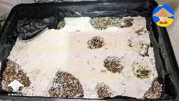 Natalensis overlay harvesting - first i grabbed the knobby and dense blobs