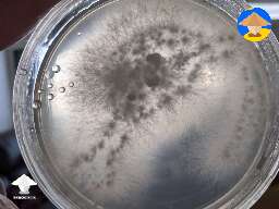 Agar plates