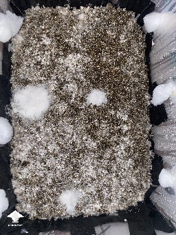Salt application on mold contamination