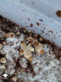 Little albino leucistic pins