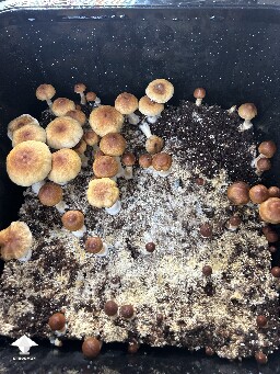 Stargazer mushrooms - second flush #2