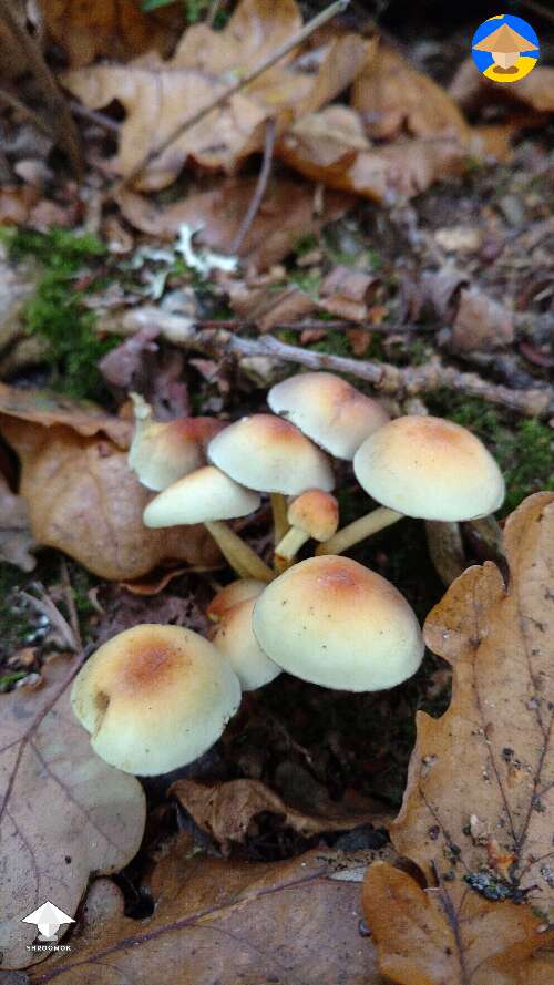 Outdoor mushroom fruiting