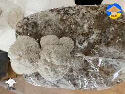 Lions Mane fruiting #2