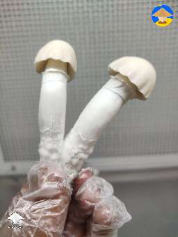 Some beautiful Nutcracker mushrooms #2