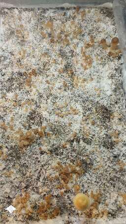 White Leucistic Golden Teachers are fast growers