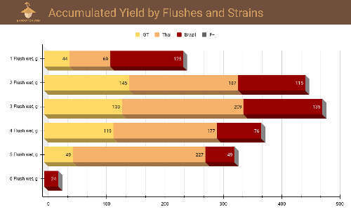 Growing magic mushrooms statistics. Graph of accumulated yield by flushes and strains (g)