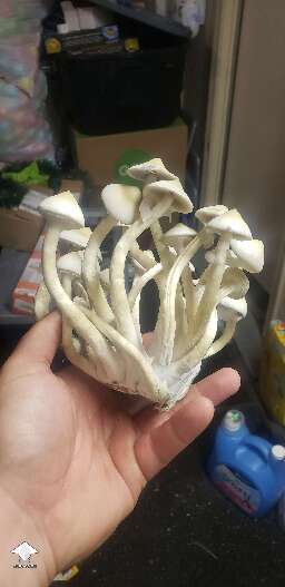 Beautiful Albino Penis Envy Revert