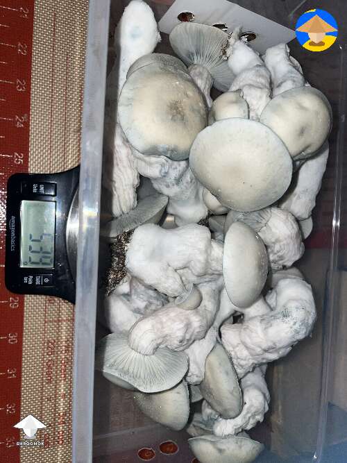 Harvested Haole shrooms - 539g